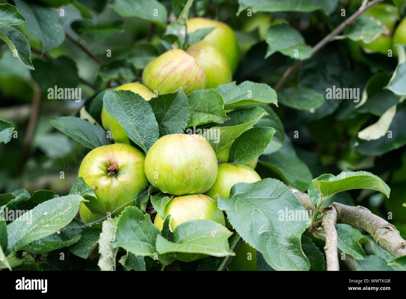 Malus Hilde, Apple, alte Sorte, in Deutschland, in Europa; Stockfoto