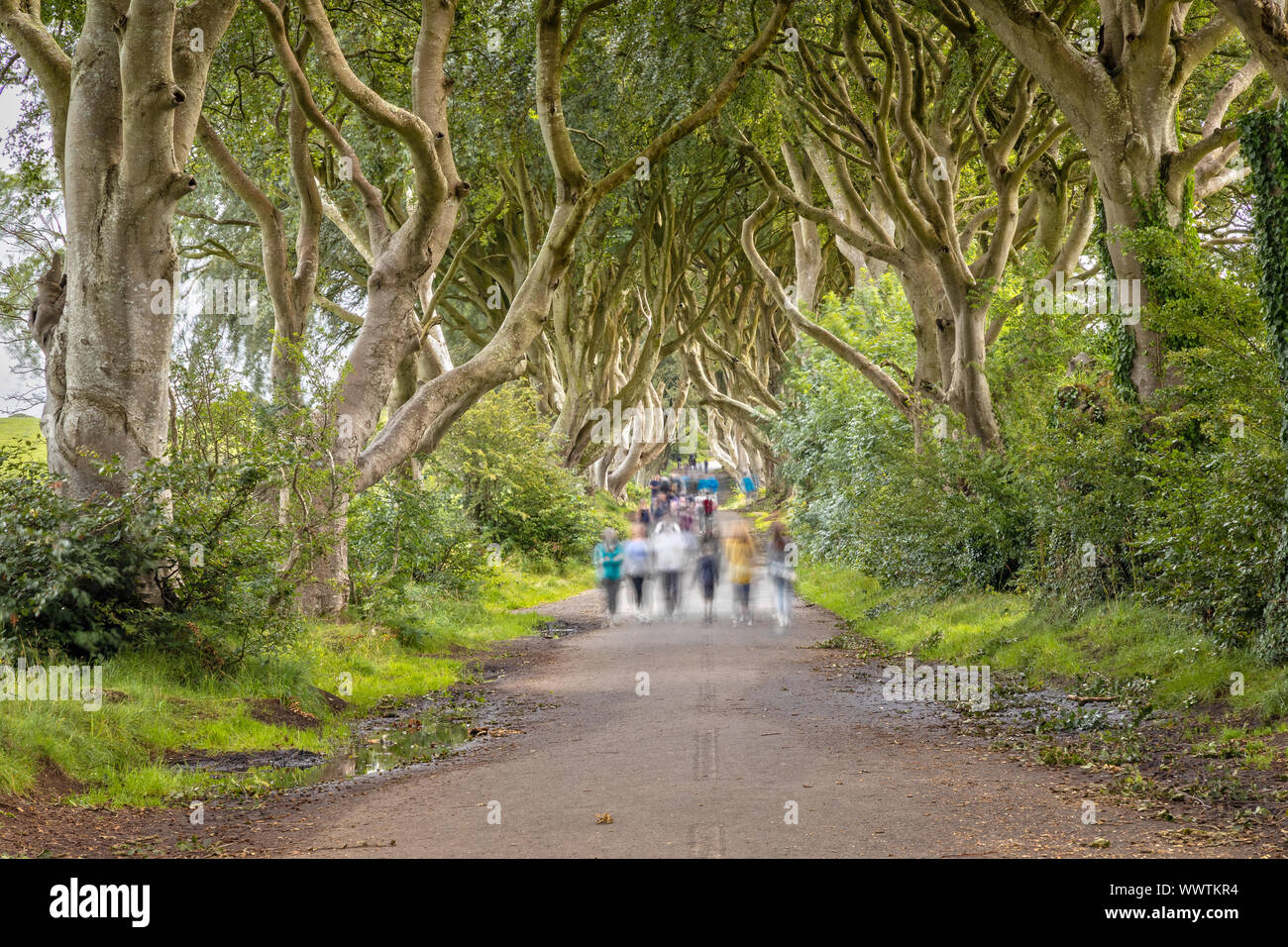 Lange Belichtung der dunklen Hecken, Ballymoney, Nordirland Stockfoto