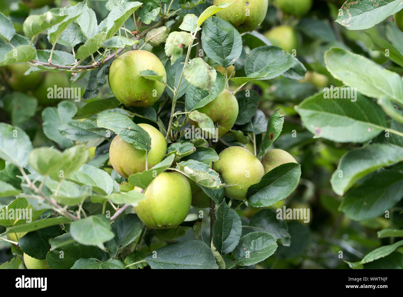 Belle de Boskoop apple, alte Sorte, in Deutschland, in Europa; Stockfoto