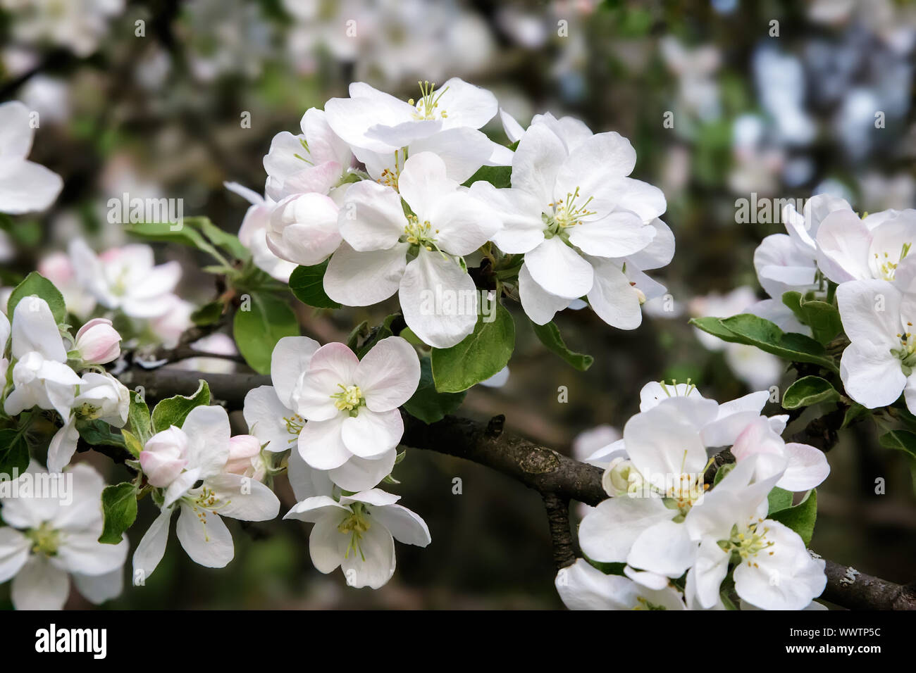 Zweig der blühenden Apfelbaum auf einem Hintergrund einen grünen Garten. Stockfoto