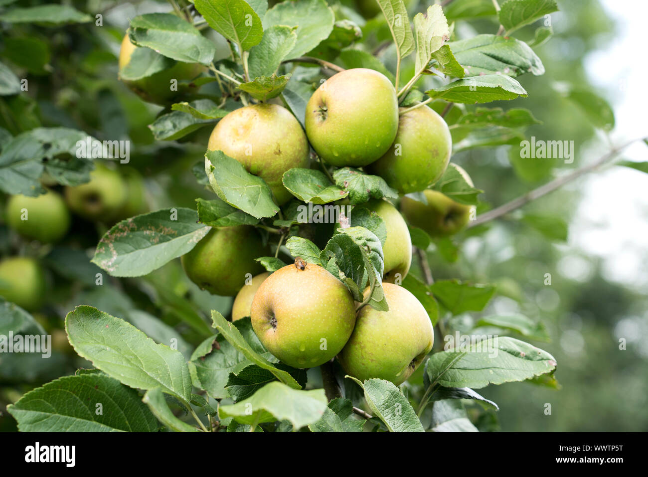Belle de Boskoop apple, alte Sorte, in Deutschland, in Europa; Stockfoto