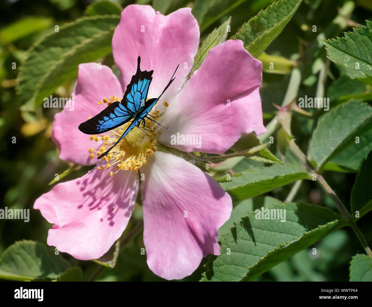 Schöner Schmetterling auf einer Blume von Wild Rose Stockfoto
