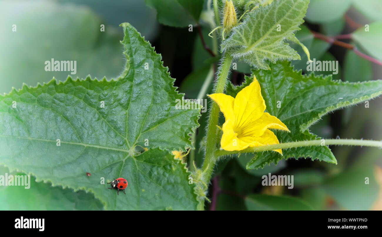 Wächst auf einem Bett von Gurken mit einer gelben Blüte. Stockfoto