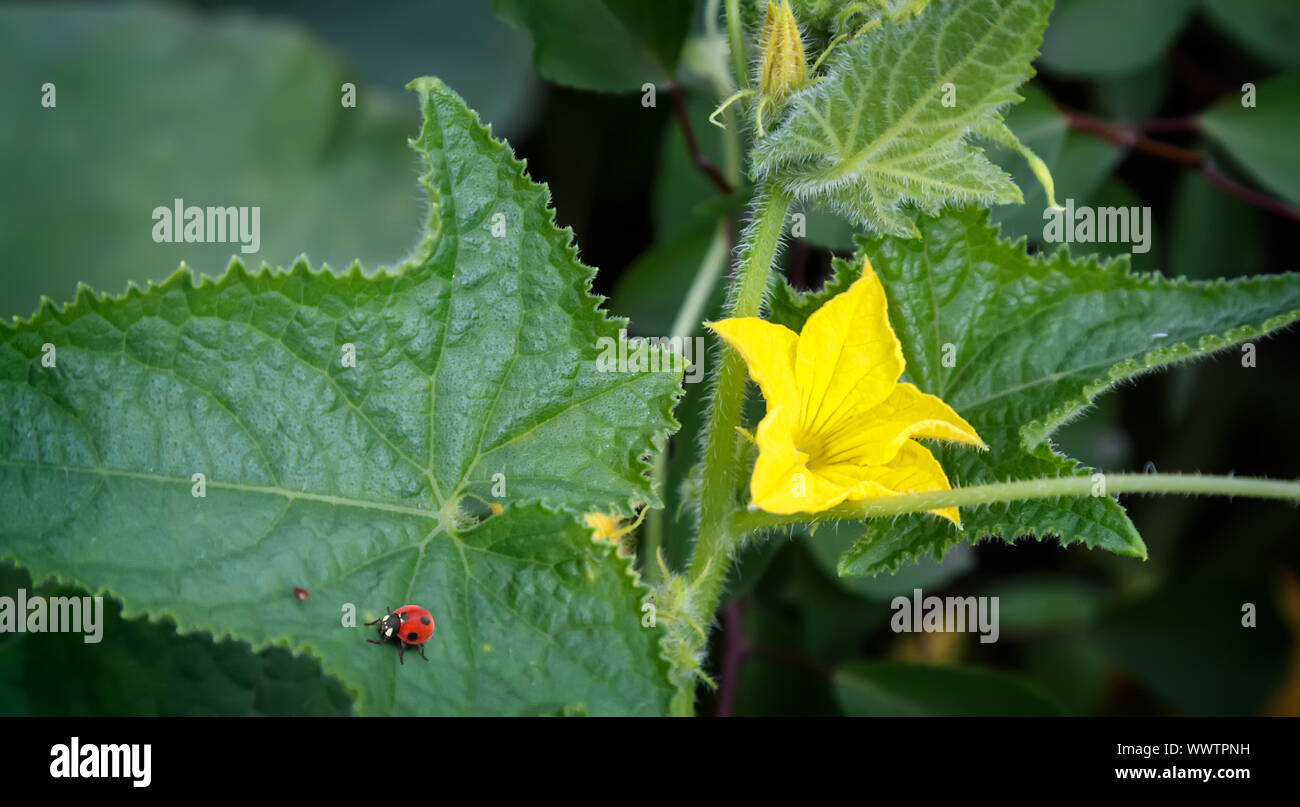 Wächst auf einem Bett von Gurken mit einer gelben Blüte. Stockfoto