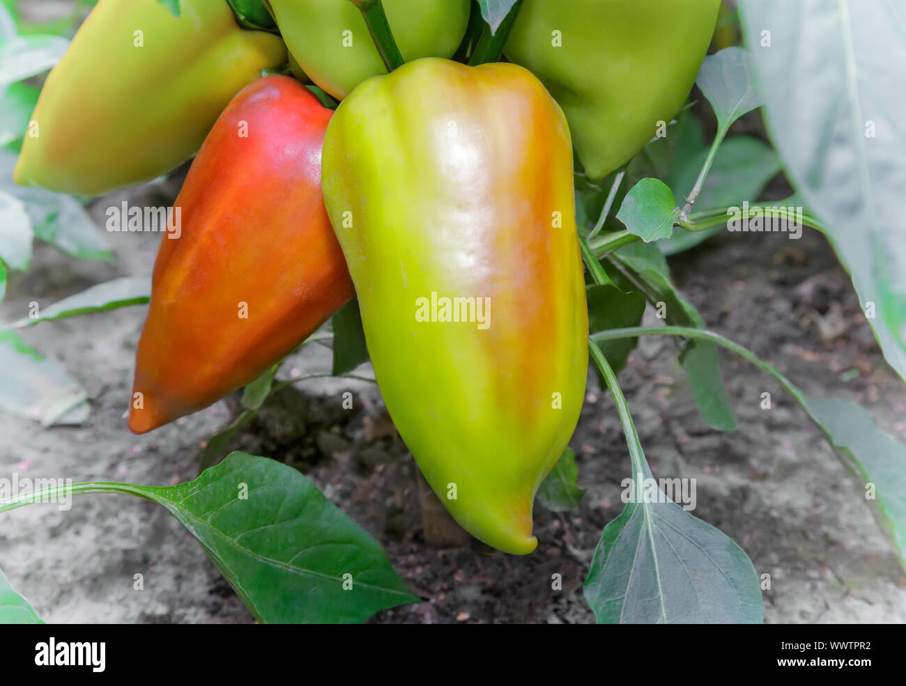 Große Früchte reifen Paprika im Garten. Stockfoto