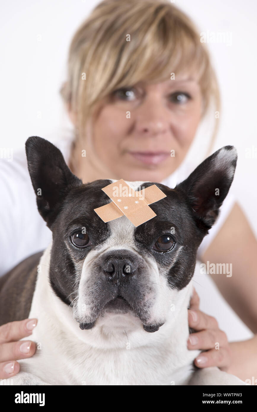 Boston Terrier mit Wunde Verband an den Tierarzt. Stockfoto