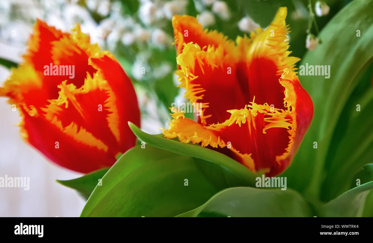 Zwei rote Tulpe mit gelben Rand auf die Blumen. Stockfoto