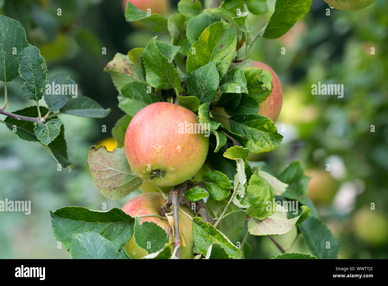 Alkmene apple, alte Sorte, in Deutschland, in Europa; Stockfoto