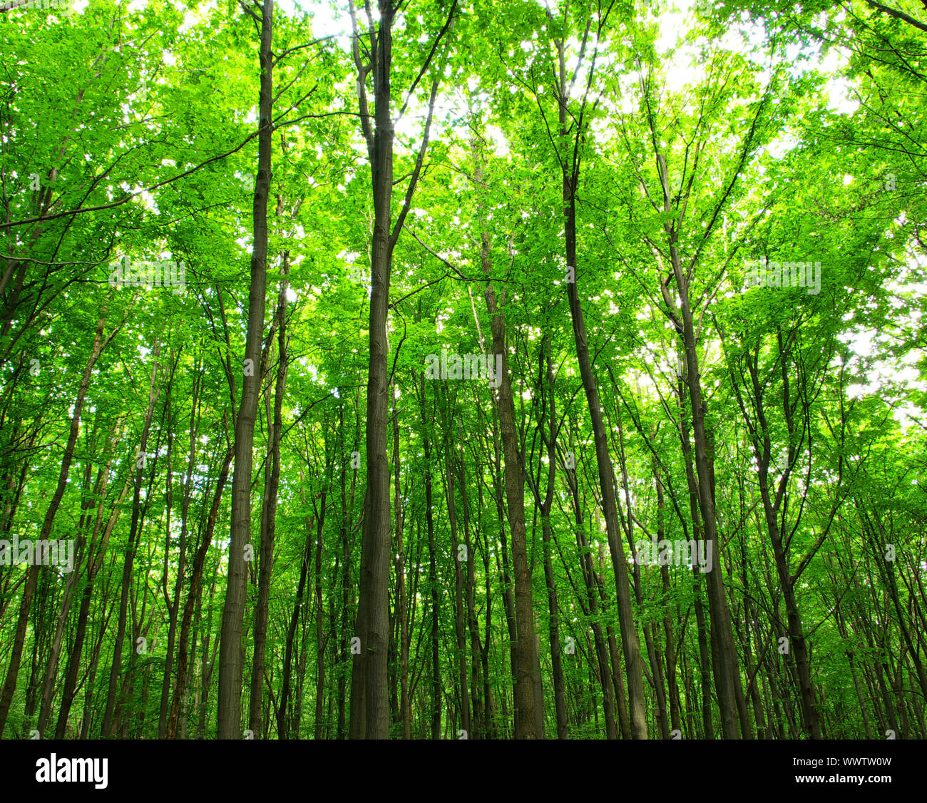 atemberaubende Aussicht wie die Sonne scheint durch den Wald an einem nebligen Tag Stockfoto