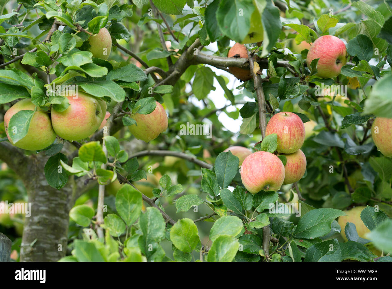 Alkmene apple, alte Sorte, in Deutschland, in Europa; Stockfoto