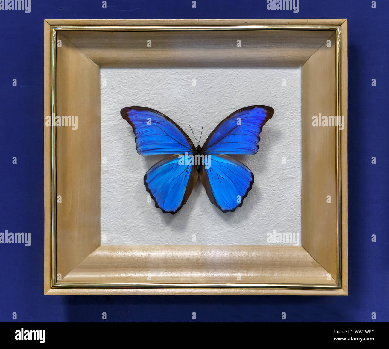 Großer tropischer Schmetterling, der Morpho didius. Stockfoto