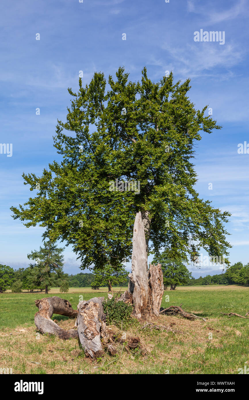 Single Tree in der wiese landschaft Stockfoto