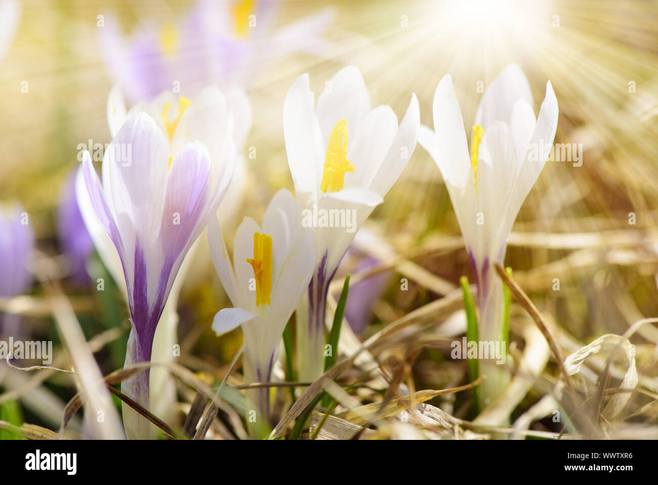 Bunte Blumenwiese im Frühjahr und Sonnenstrahlen Stockfoto