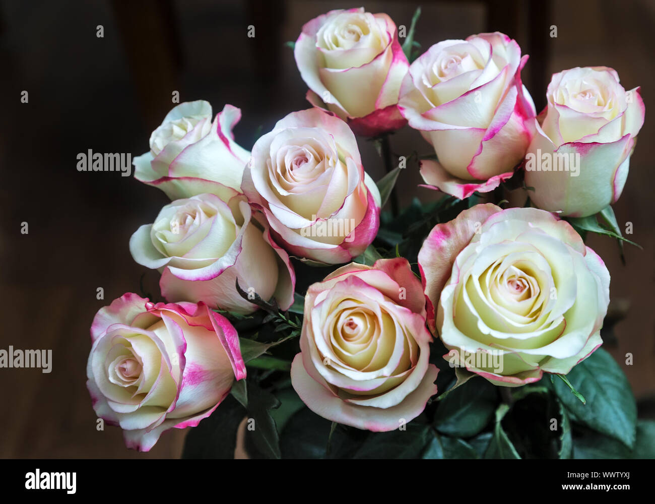 Blumenstrauß aus wunderschönen Rosen auf einem dunklen Hintergrund. Stockfoto