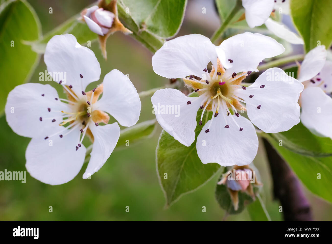 Eine Zweigniederlassung einer blühenden Birnbaum. Stockfoto