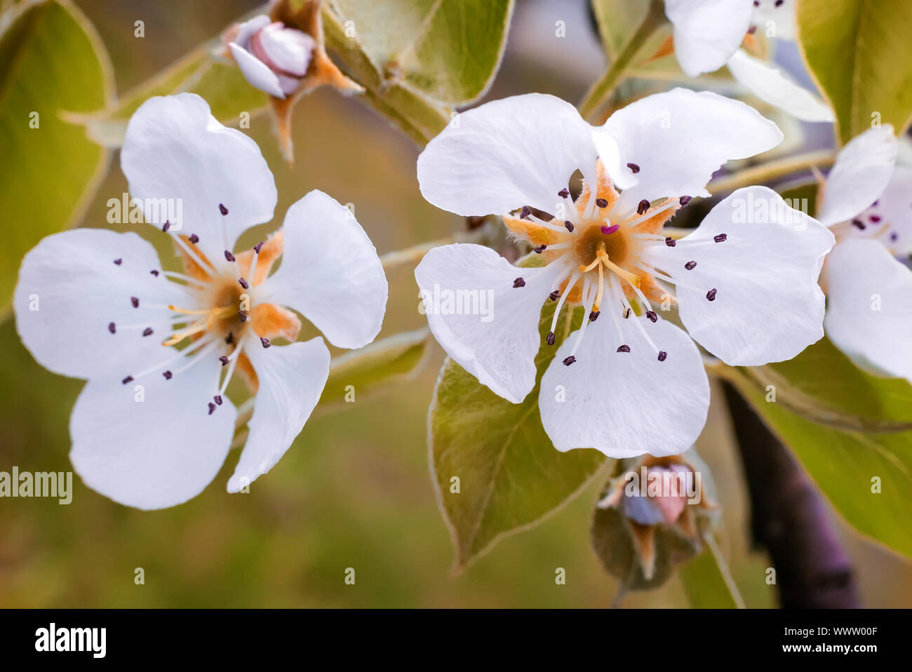 Eine Zweigniederlassung einer blühenden Birnbaum. Stockfoto
