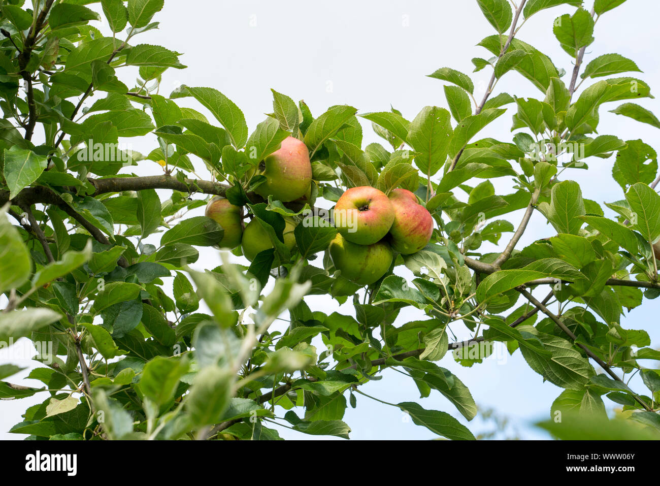 Ingolf apple, alte Sorte, in Deutschland, in Europa; Stockfoto
