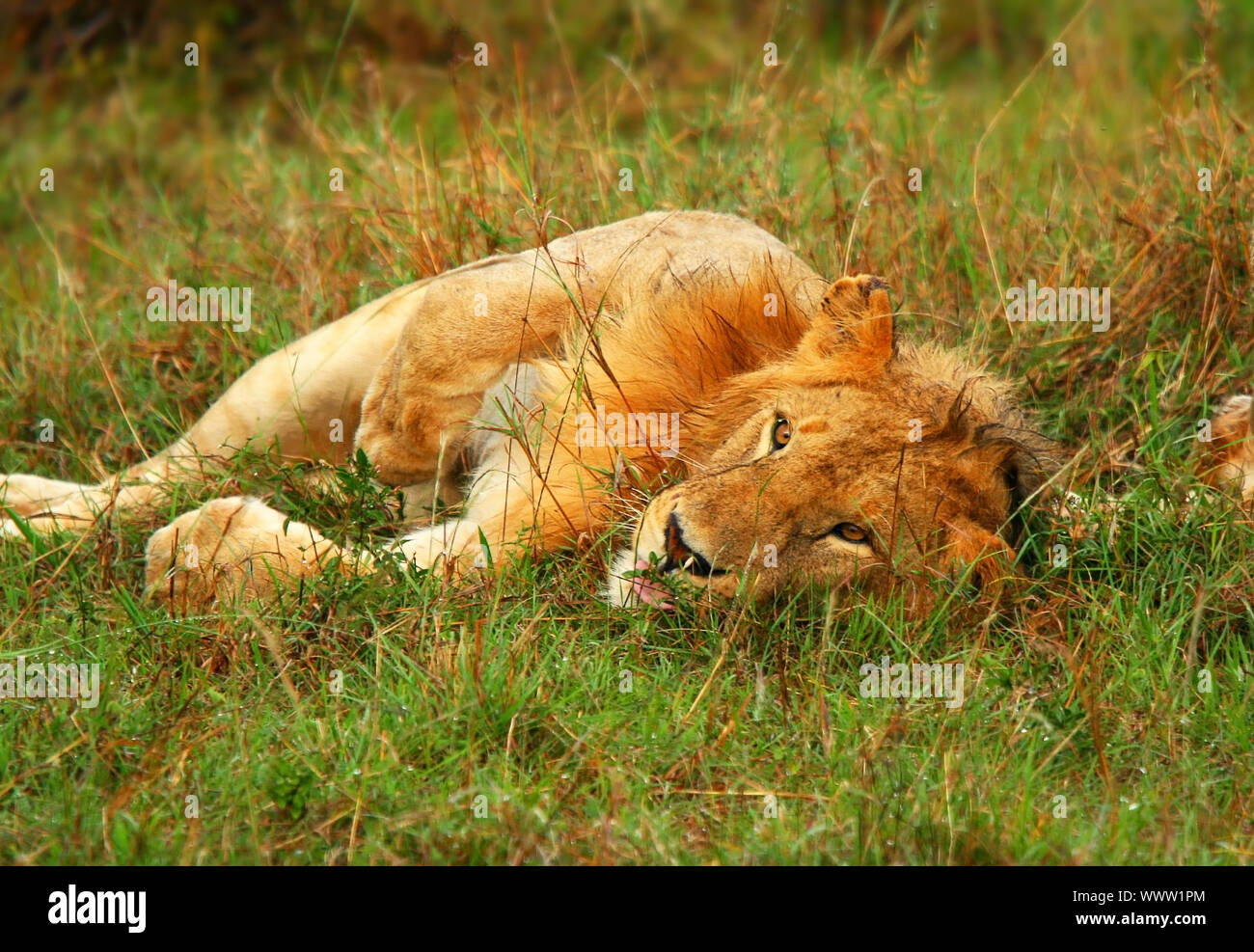 Die jungen Wilden afrikanischen Löwen spielen Stockfoto