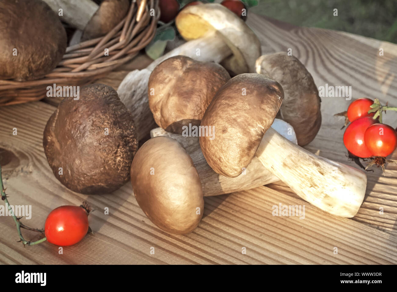 Weiß starke Pilze in einen Korb und auf dem Tisch Stockfoto