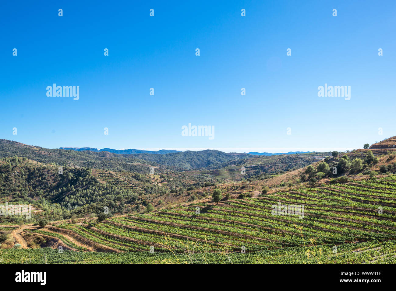 Weinberge und Reben in den Hügeln des Montsant County, Spanien Stockfoto
