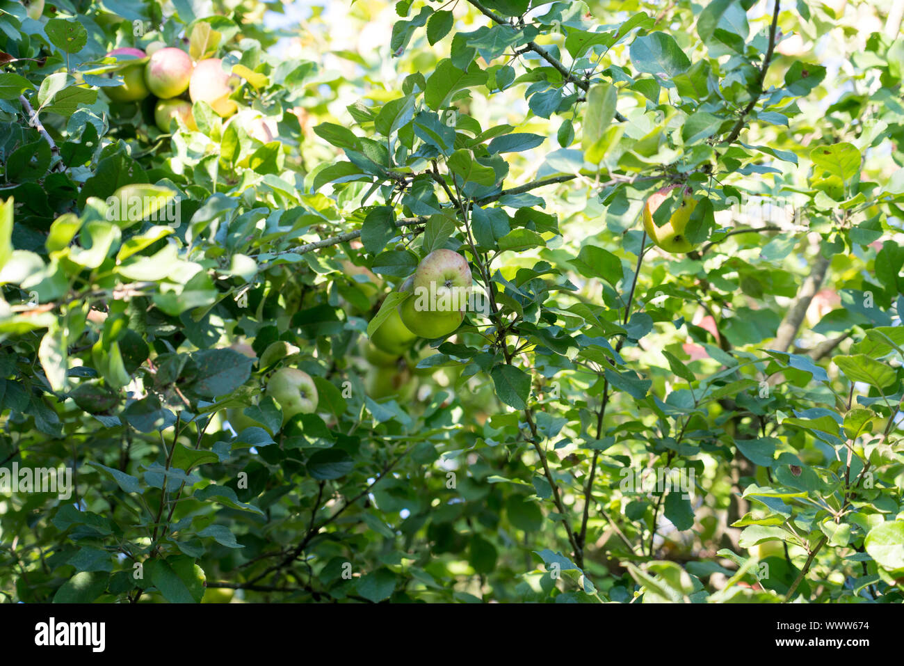 Altländer Pfannkuchenapfel, Deutsch apple Cultivar, Deutschland, Europa Stockfoto