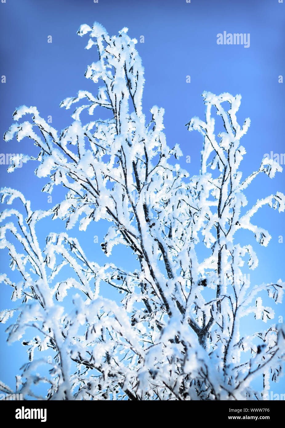 Pflanzen wurden mit Frost bedeckt Stockfoto