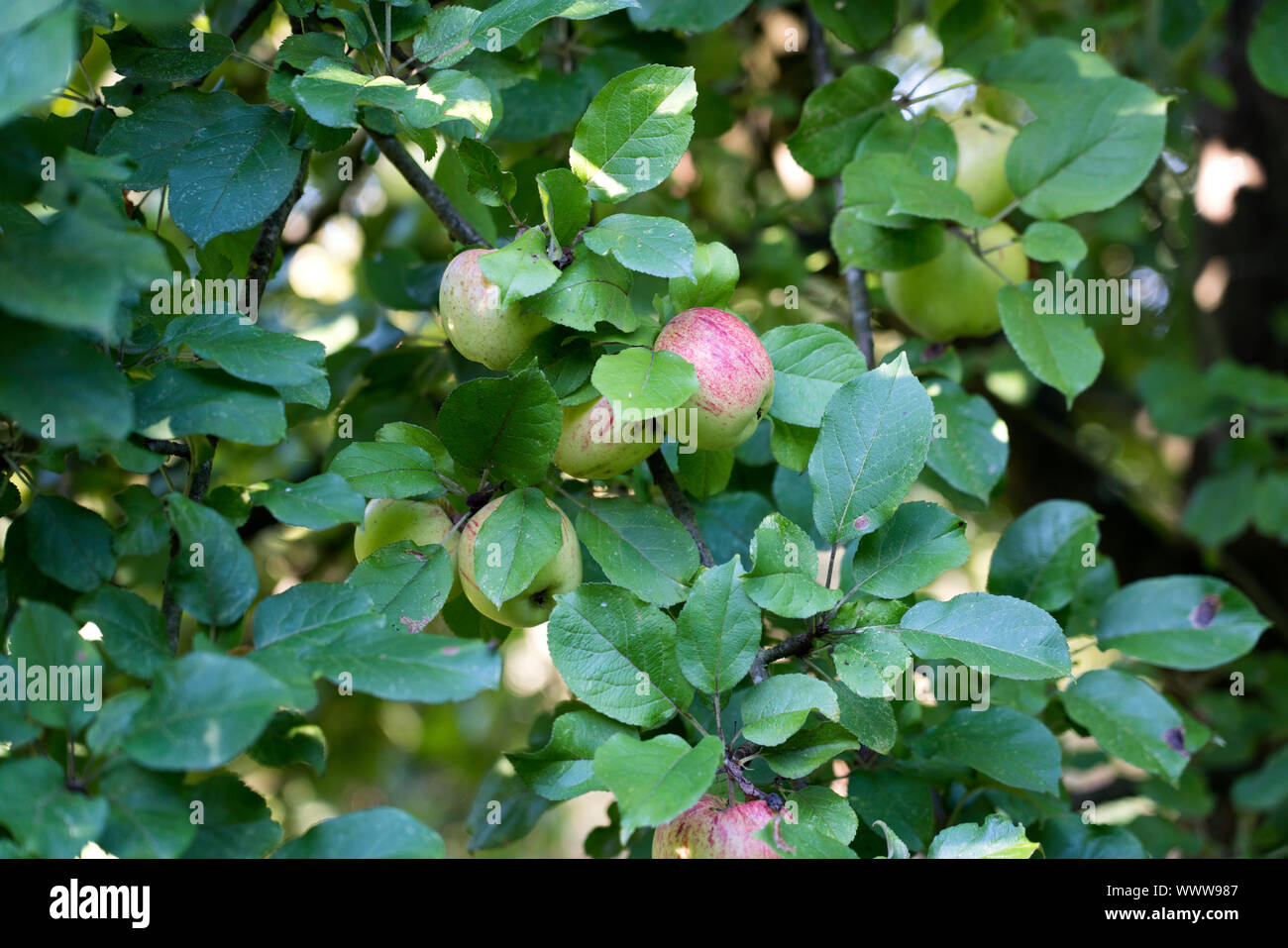 Altländer Pfannkuchenapfel, Deutsch apple Cultivar, Deutschland, Europa Stockfoto