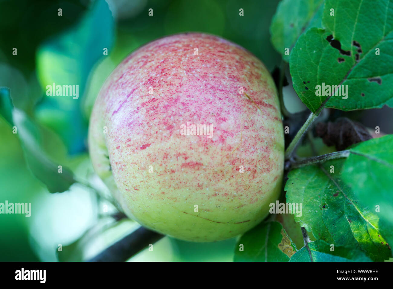 Altländer Pfannkuchenapfel apple, alte Sorte, in Deutschland, in Europa; Stockfoto