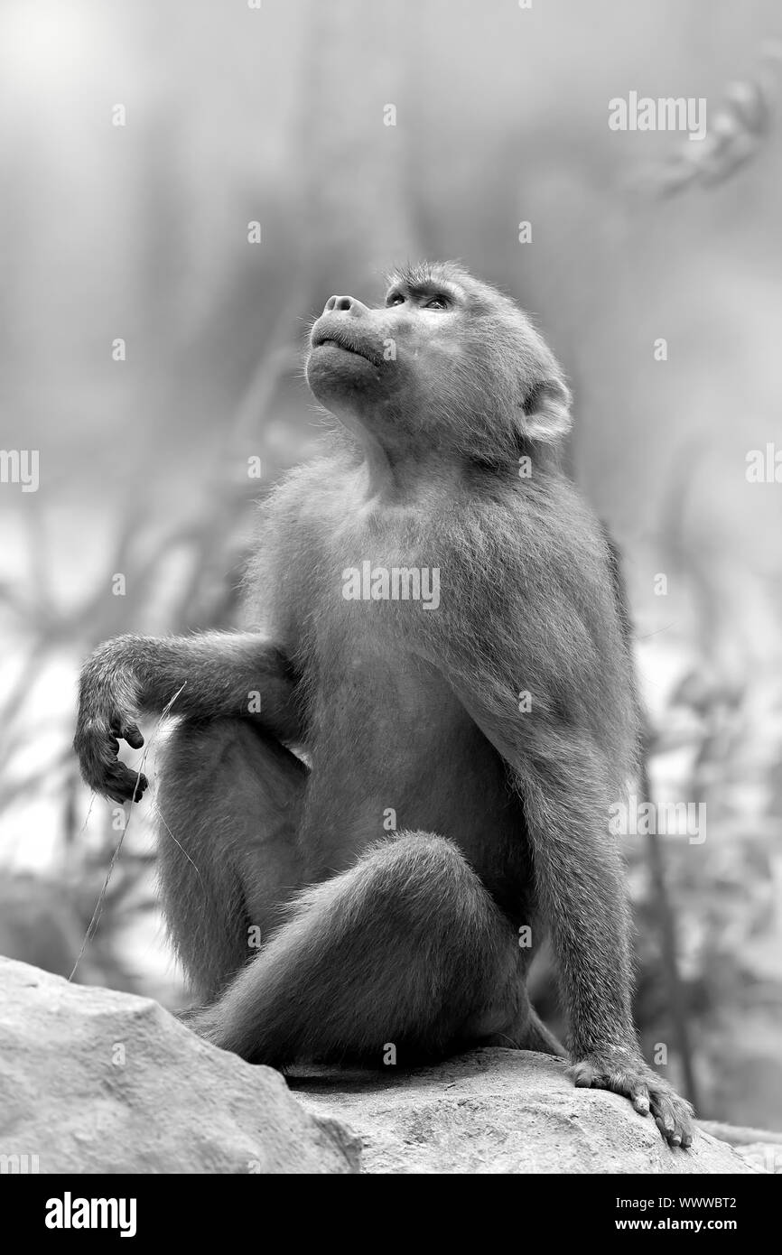 Porträt von Hamadryas Paviane in freier Wildbahn Stockfoto