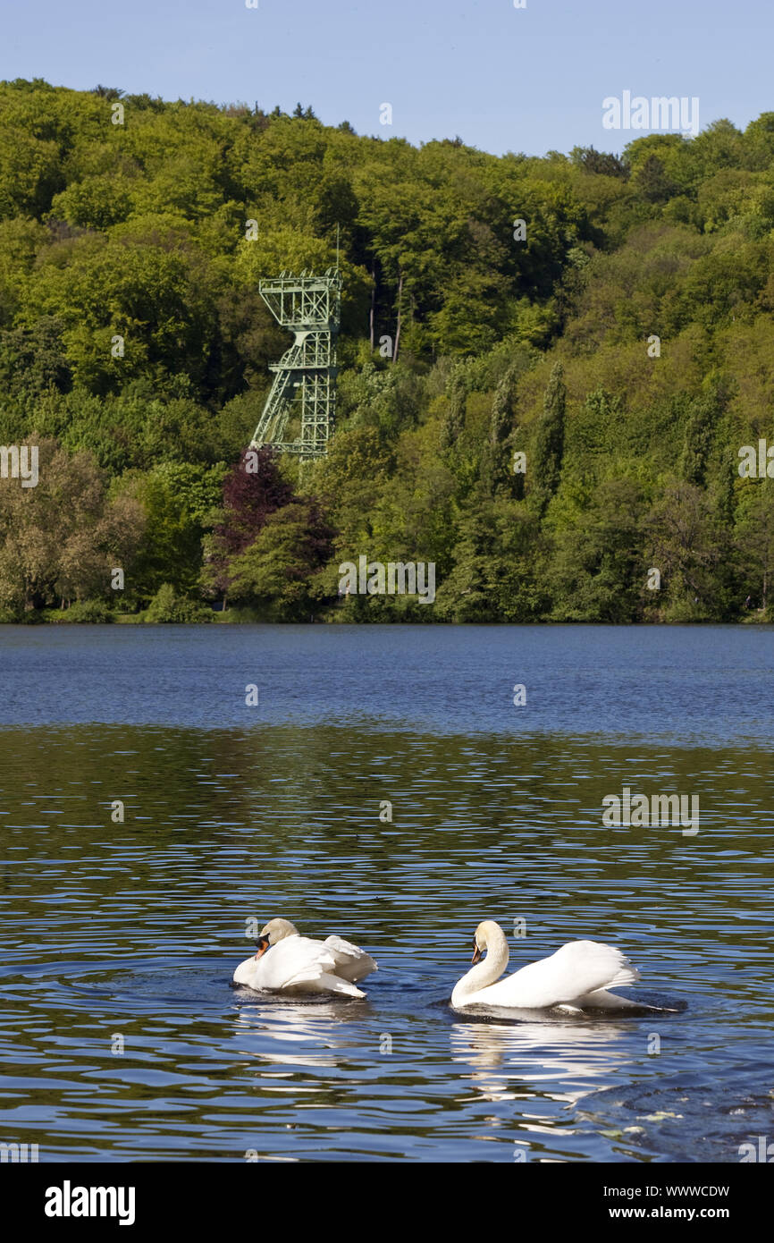 Mute swan auf der Baldeneysee mit fördergerüst, Essen, Ruhrgebiet, Nordrhein-Westfalen, Deutschland, Europa Stockfoto