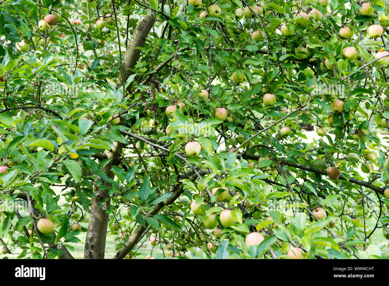 Finkenwerder Herbstprinz, Apple, alte Sorte, in Deutschland, in Europa; Stockfoto