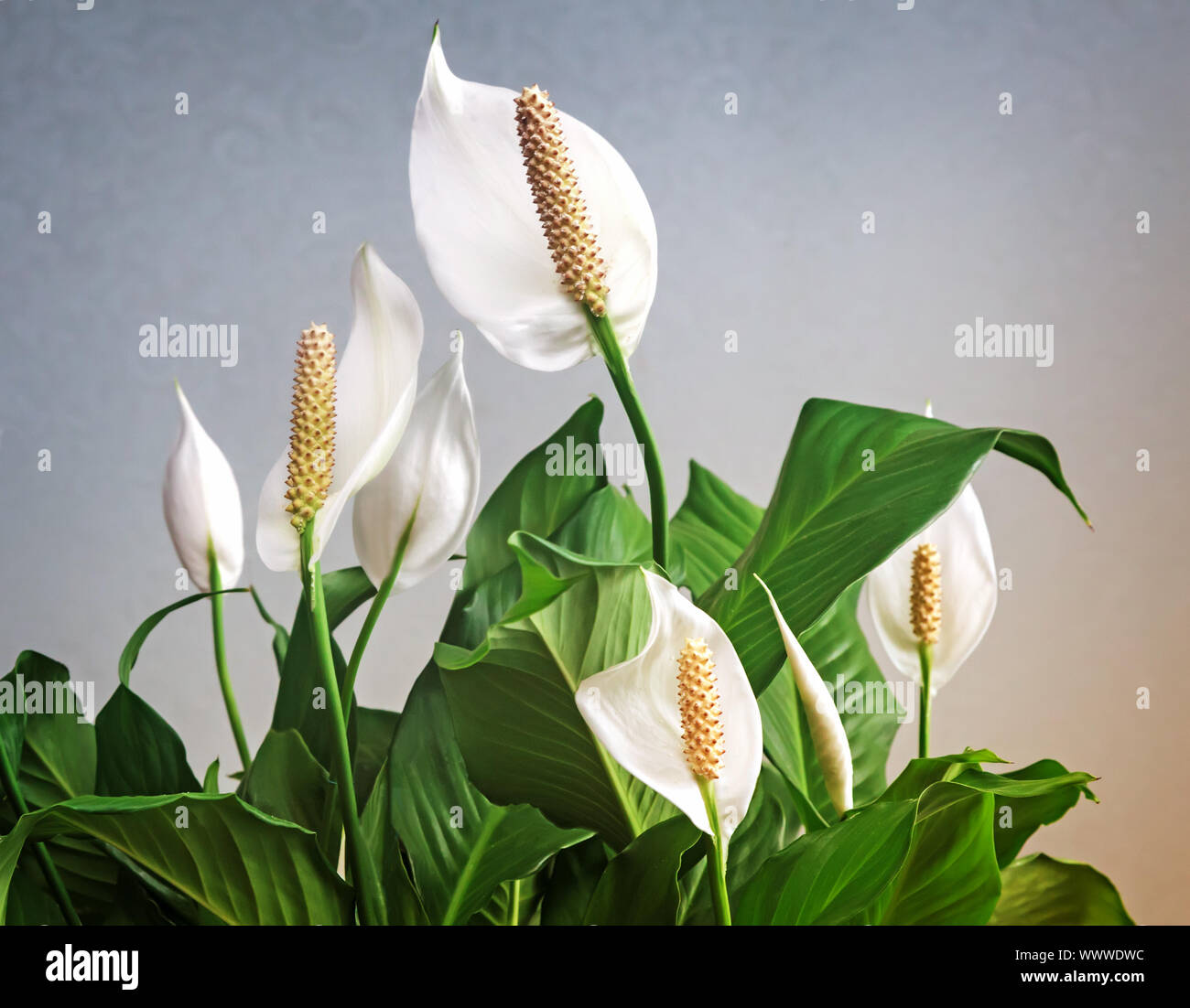 Blühende weiße Blumen spathiphyllum. Stockfoto