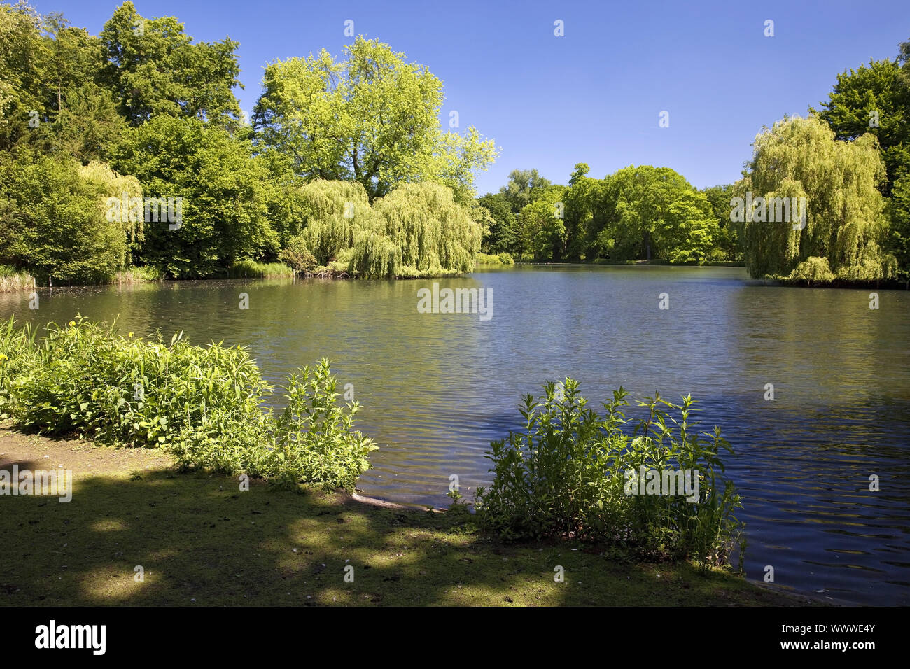 Stadtwald mit Teich, Freizeitanlage Wittringen, Gladbeck, Ruhrgebiet, Deutschland, Europa Stockfoto