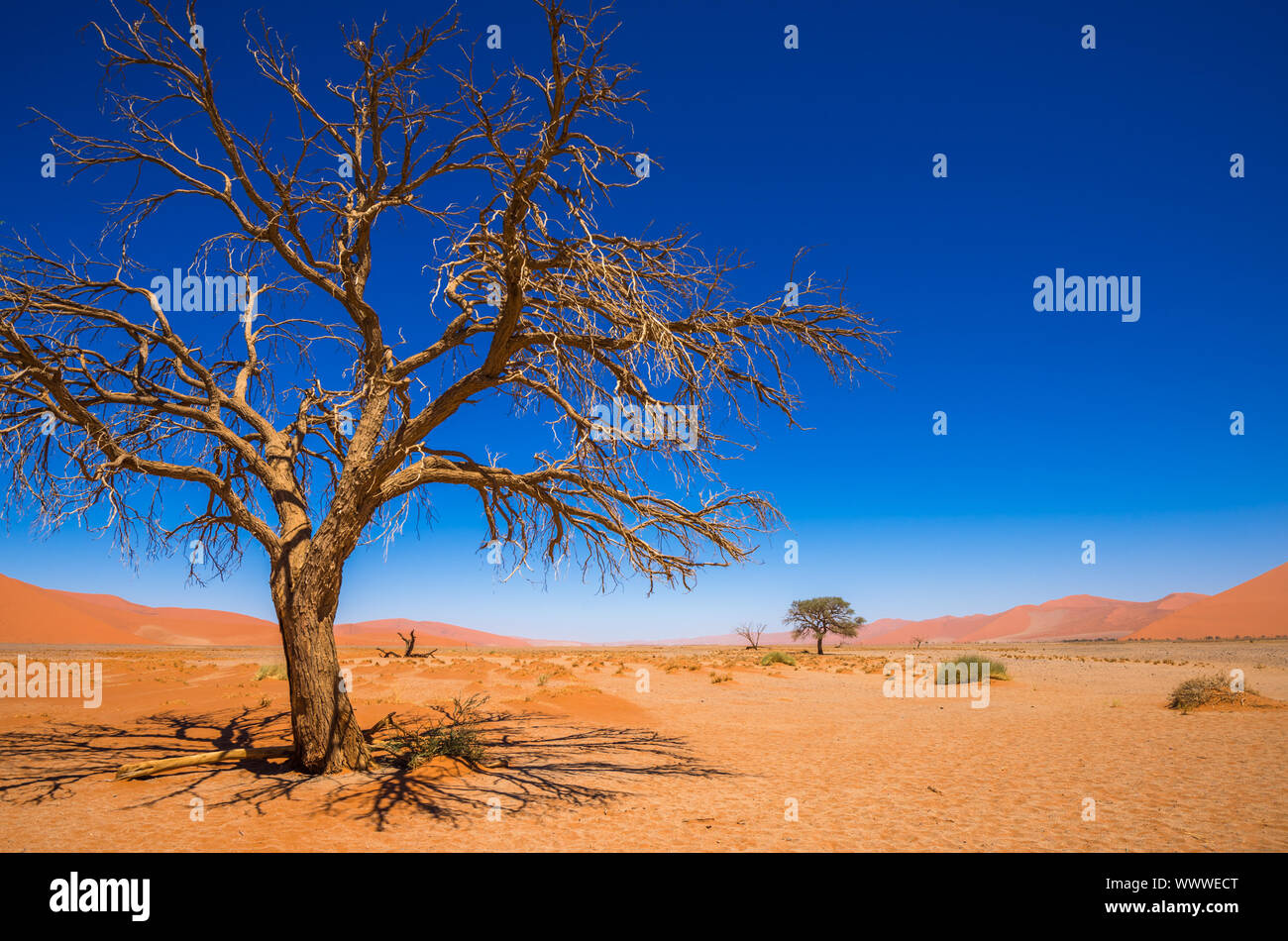 Toten Camelthorn Bäumen und roten Dünen im Sossusvlei, Namib-Naukluft-Nationalpark, Namibia Stockfoto