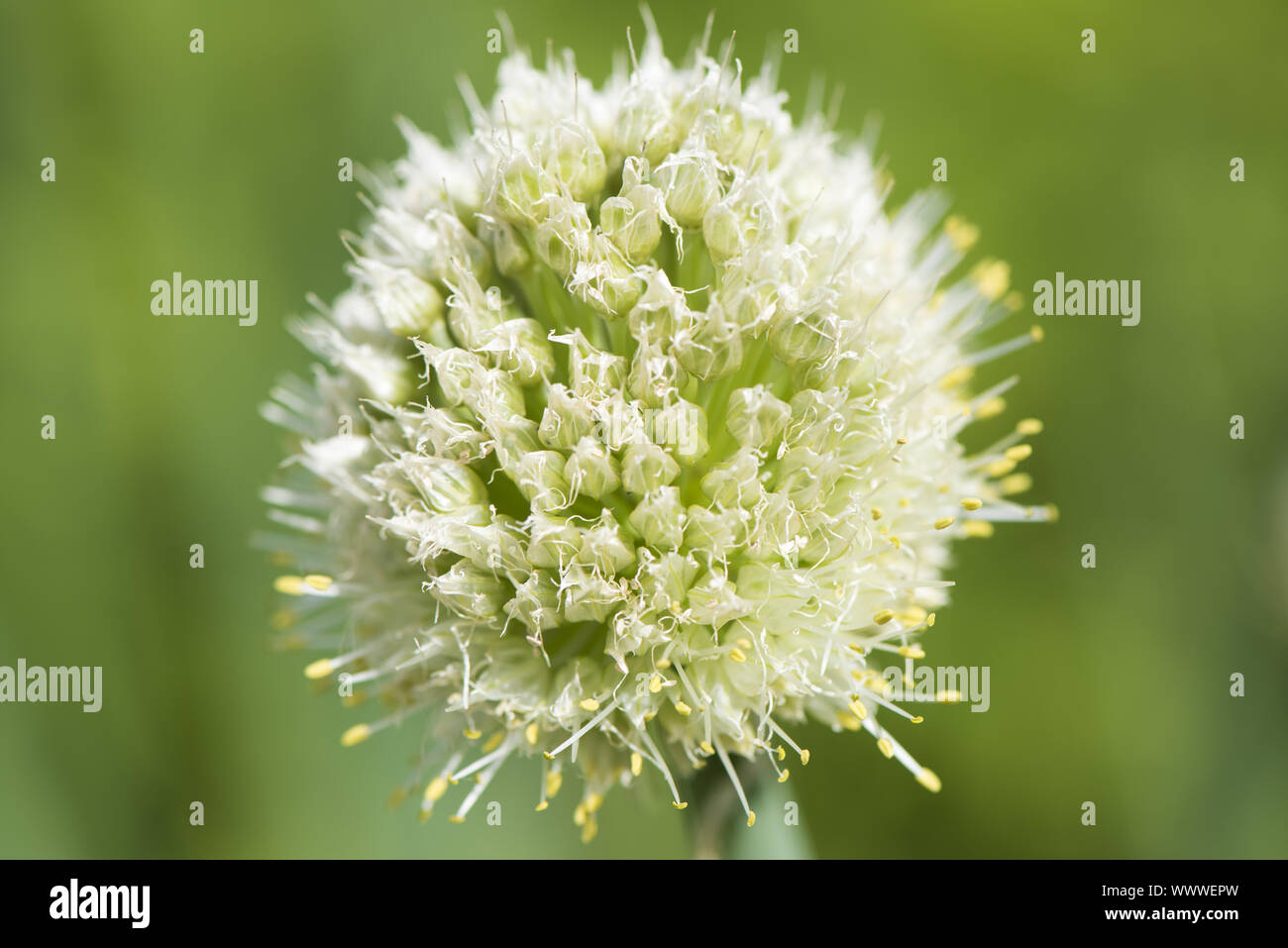 Winter hedge Zwiebel lauch Allium fistulosum Stockfoto