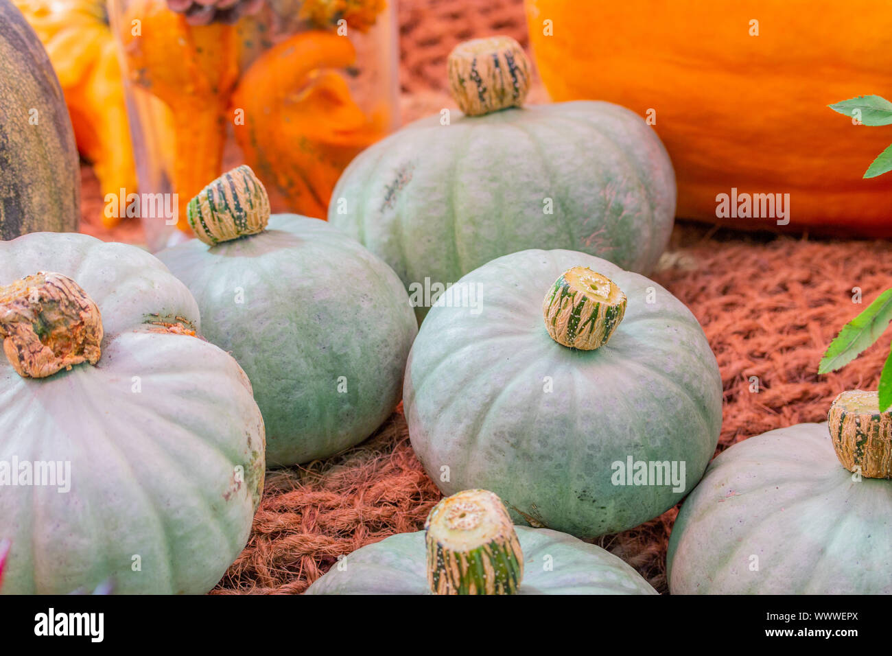 Cucurbita moschata Duchesne Sweetie, Grün Blau runder Kürbis, Gemüse  Erntefest, Bauernhof mit ein paar Kürbisse Abschaltdruck Stockfotografie -  Alamy