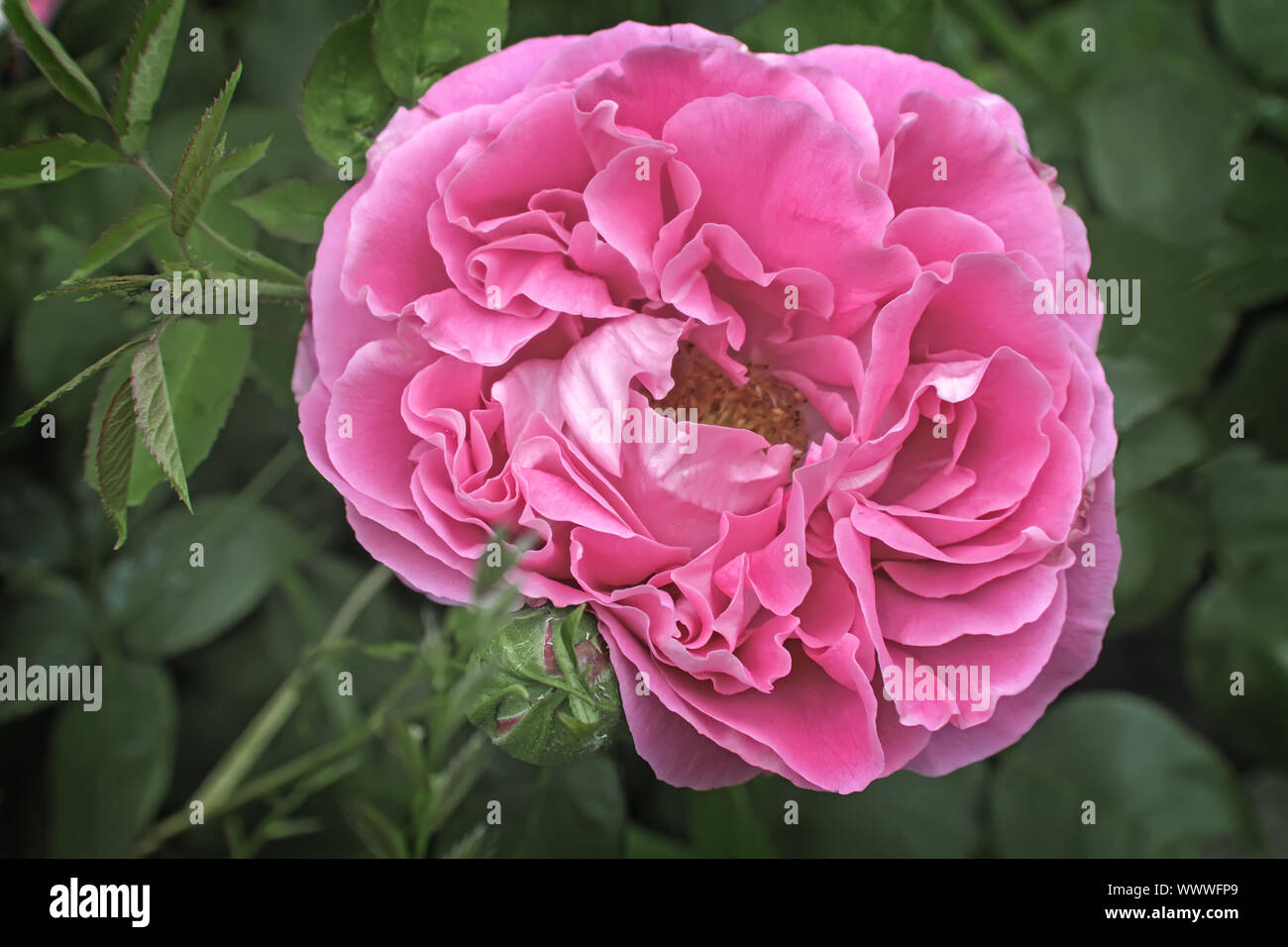 Schöne Rose im Garten auf einem Hintergrund von grünen Blättern. Stockfoto