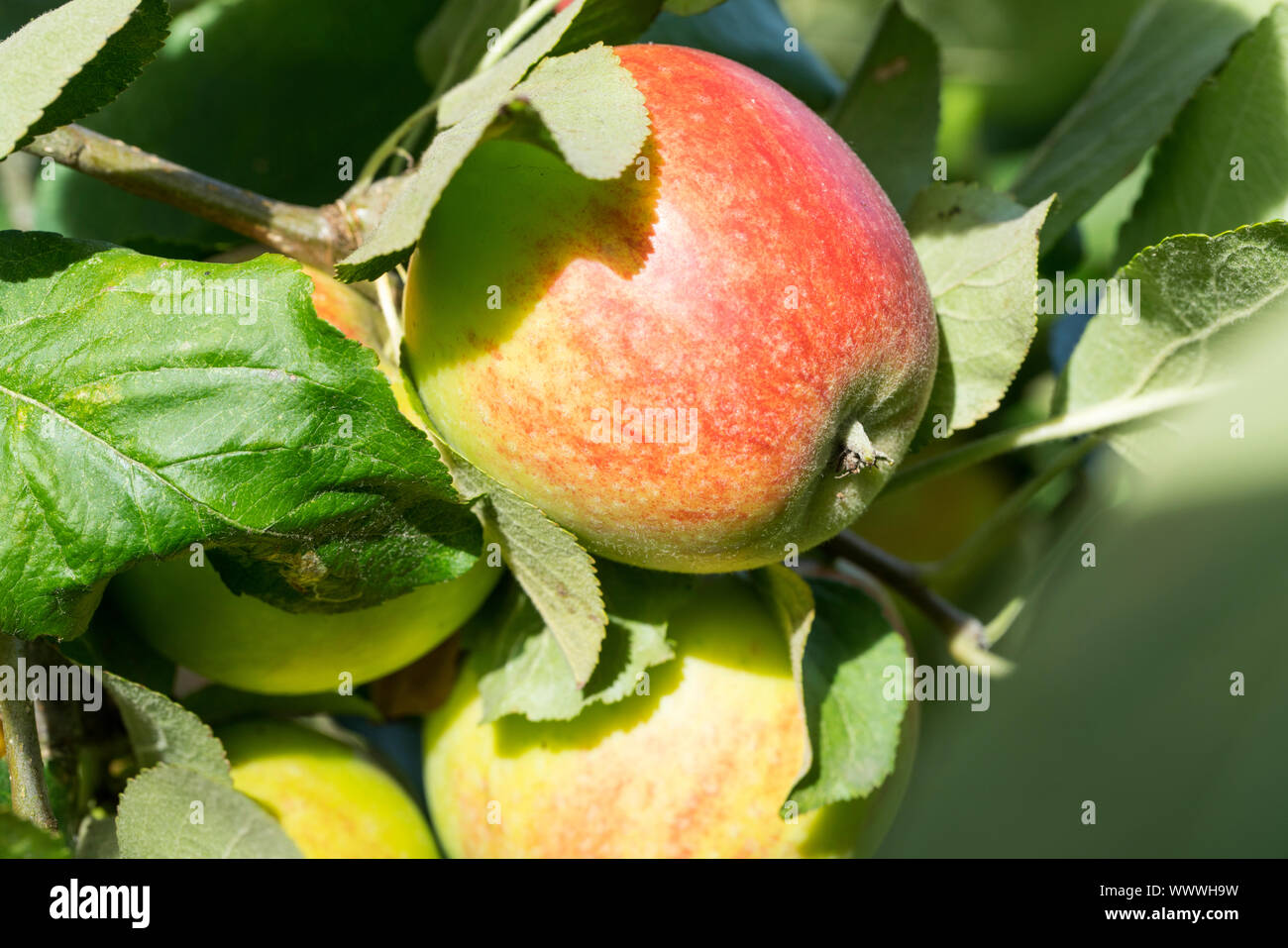 Geheimrat Dr. Oldenburg, Deutsch apple Cultivar, Deutschland, Europa Stockfoto