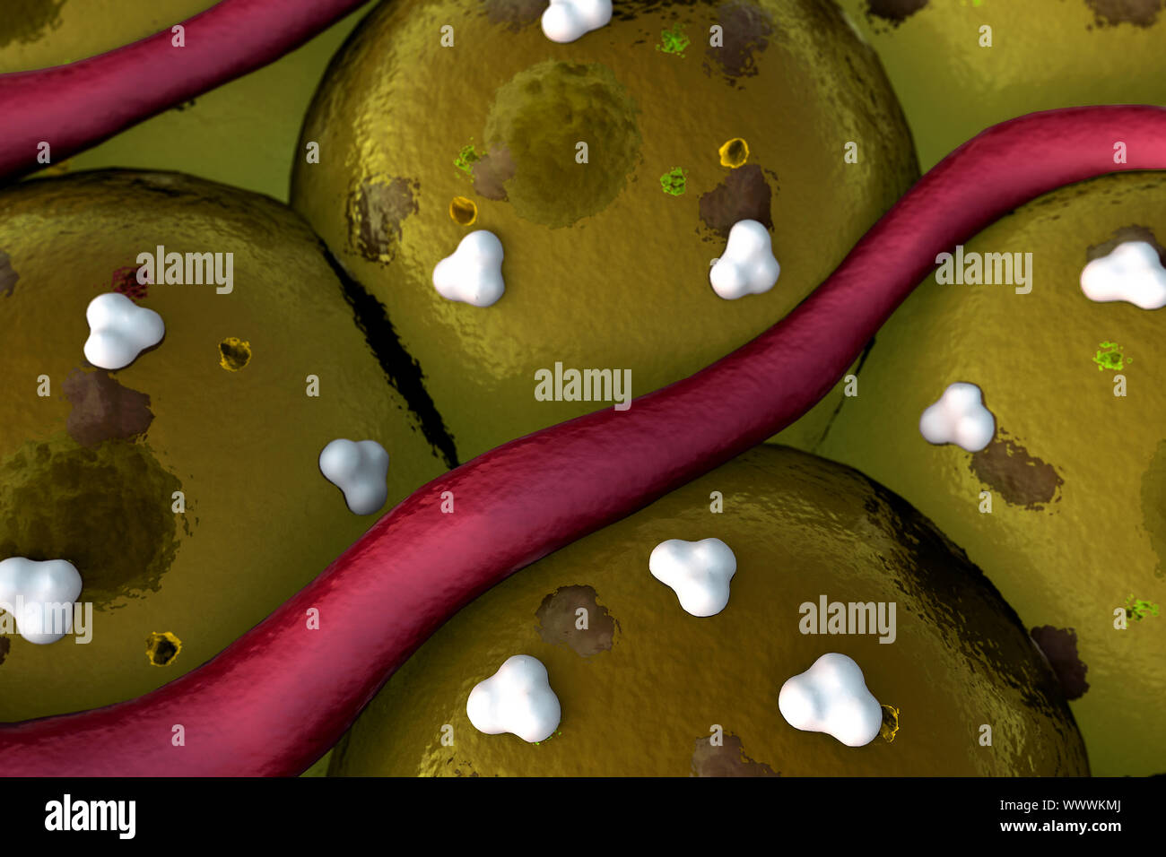 Rezeptoren und Vene auf die Zellen Oberfläche, Arterie auf der Oberfläche der Zellen Stockfoto