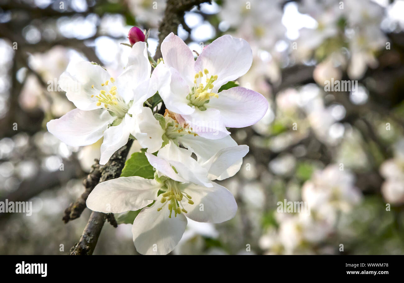 Zweig der blühenden Apfelbaum auf einem Hintergrund einen grünen Garten. Stockfoto