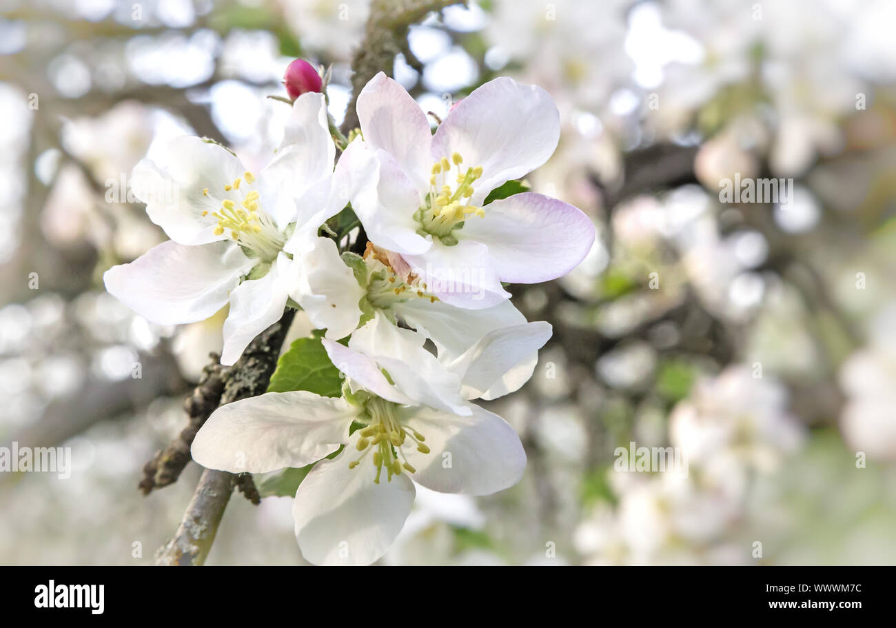 Zweig der blühenden Apfelbaum auf einem Hintergrund einen grünen Garten. Stockfoto