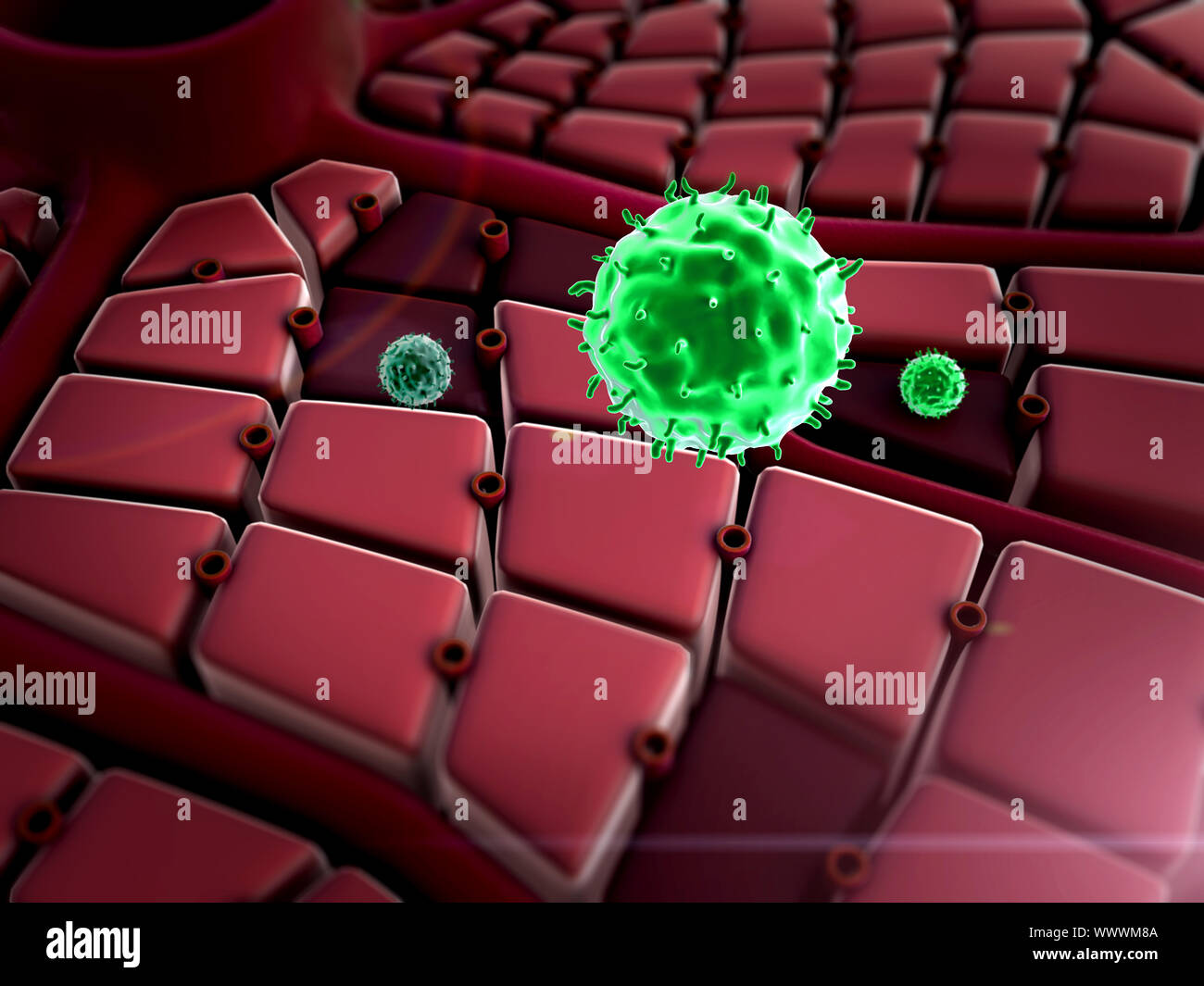 Lebererkrankungen, Virus, das die Lungen in Angriff, der Prozess der Infektion von Zellen Stockfoto