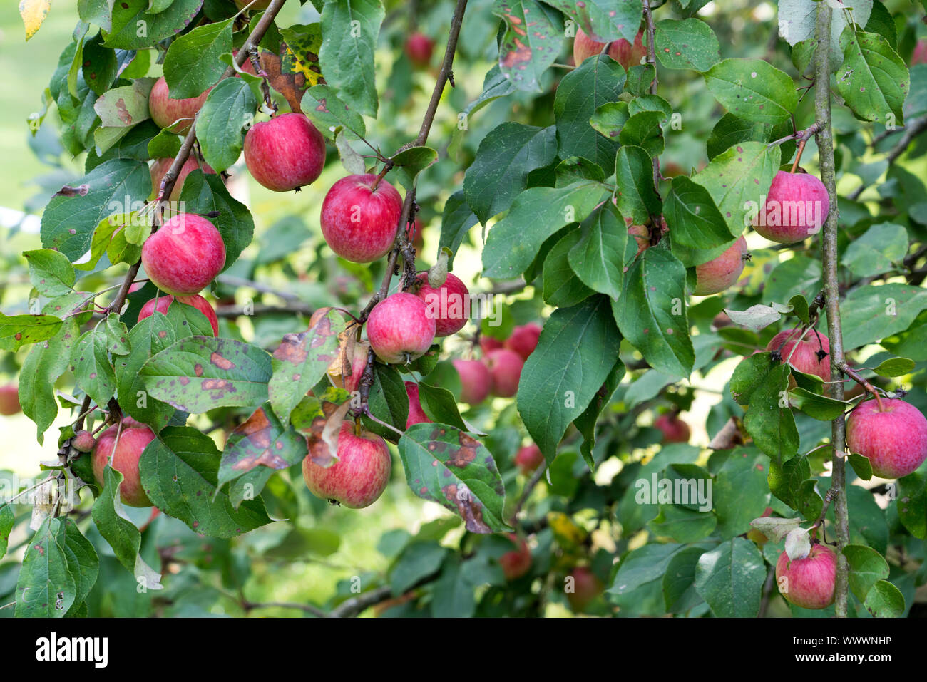 Schöner von Herrnhut, Deutsch apple Cultivar, Deutschland, Europa Stockfoto