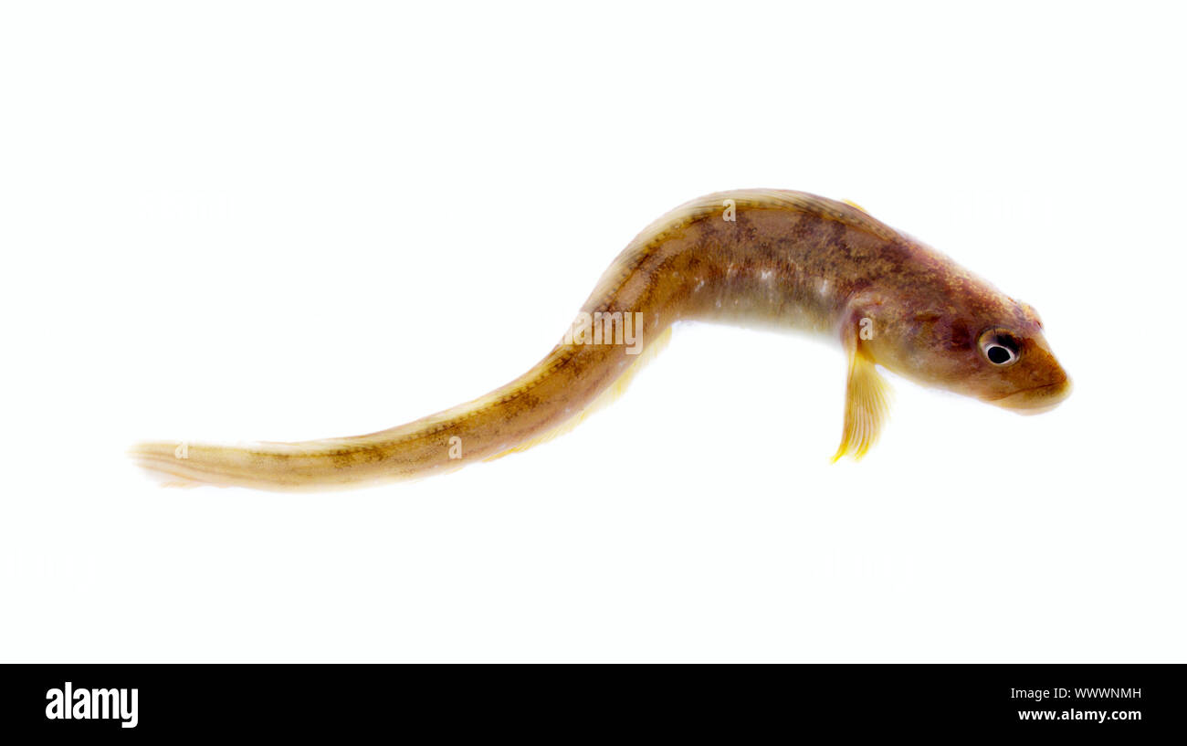 Sehr attraktives Tier in unterschiedlichen Posen Stockfoto