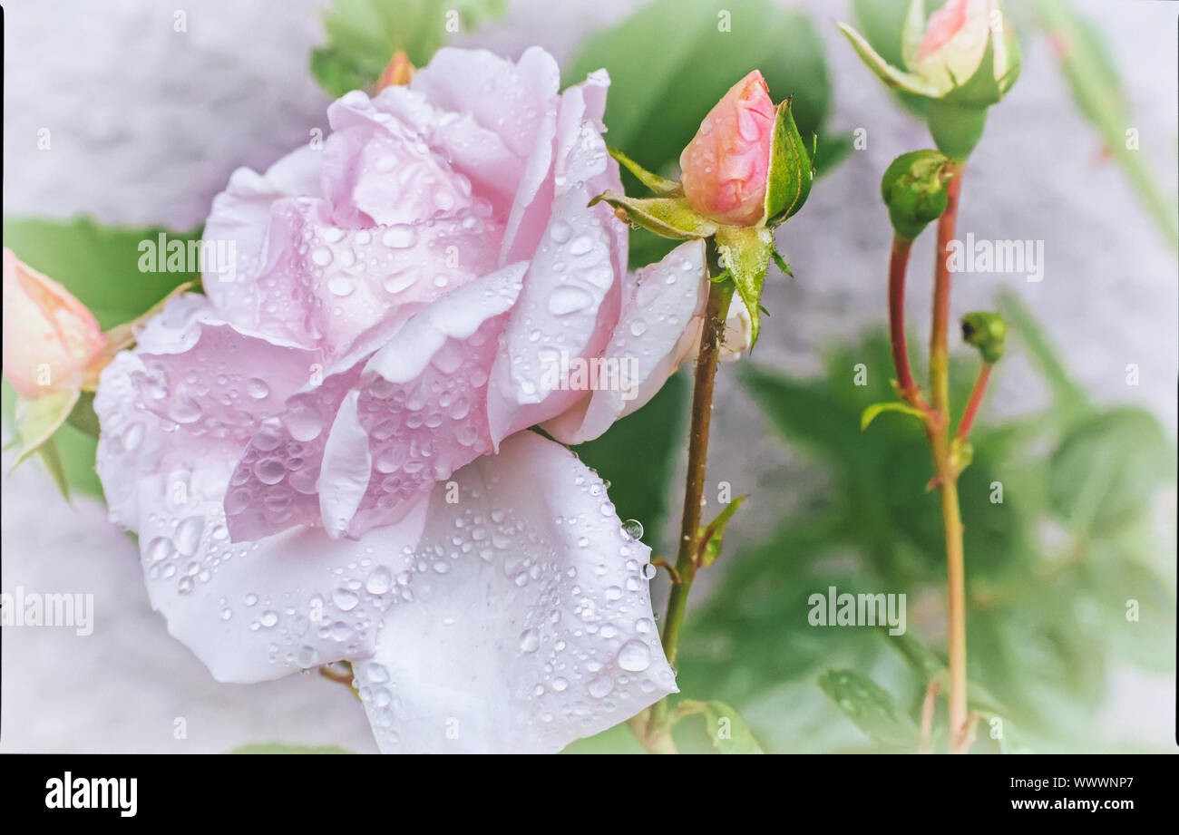 Weiß blühenden Rosen auf einem Hintergrund Textur. Stockfoto