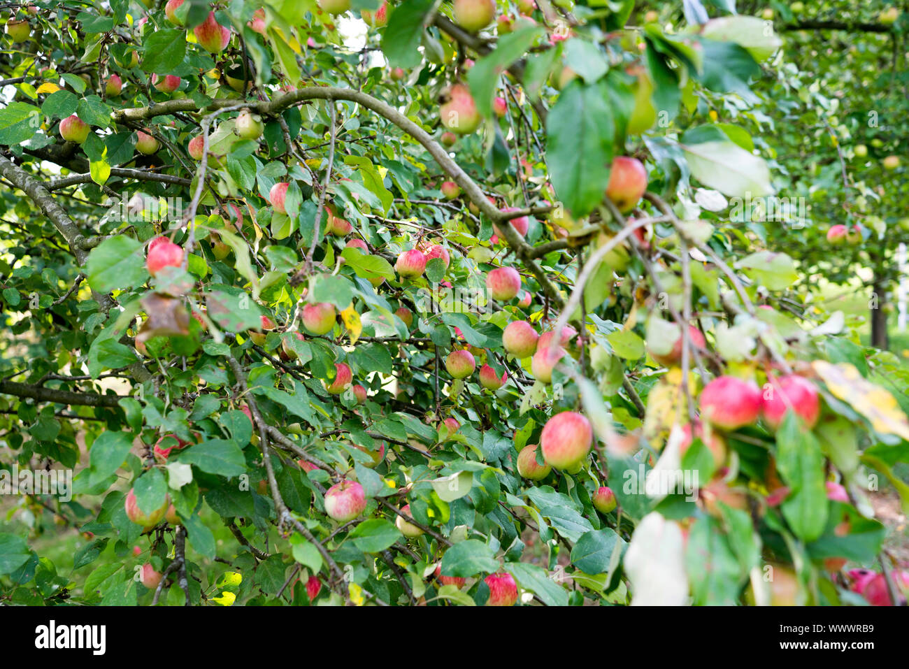 Schöner von Herrnhut, Deutsch apple Cultivar, Deutschland, Europa Stockfoto