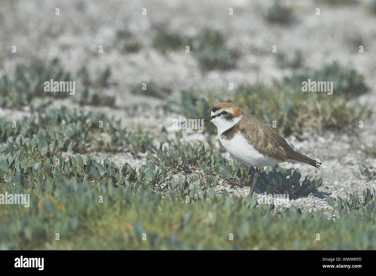 Sandregenpfeifer Stockfoto