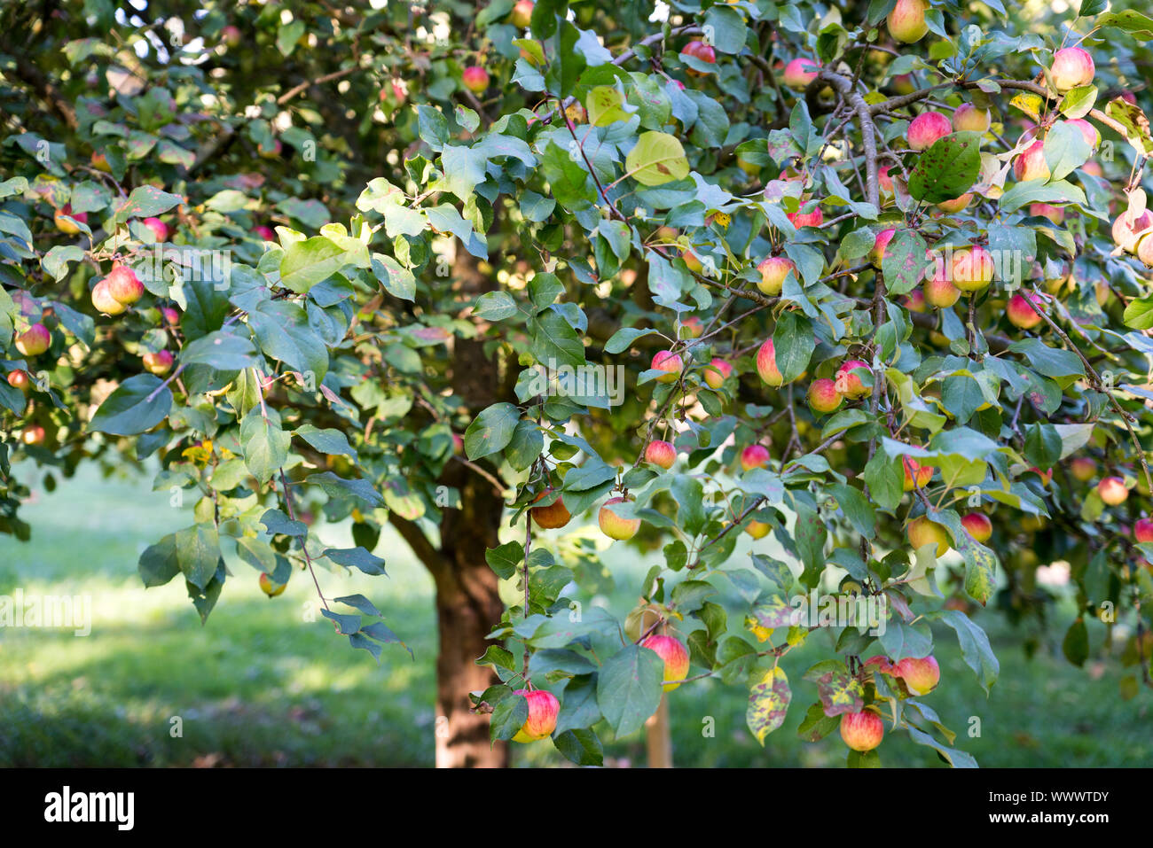 Schöner von Herrnhut, Herrnhuter, Deutsch apple Cultivar, Deutschland, Europa Stockfoto