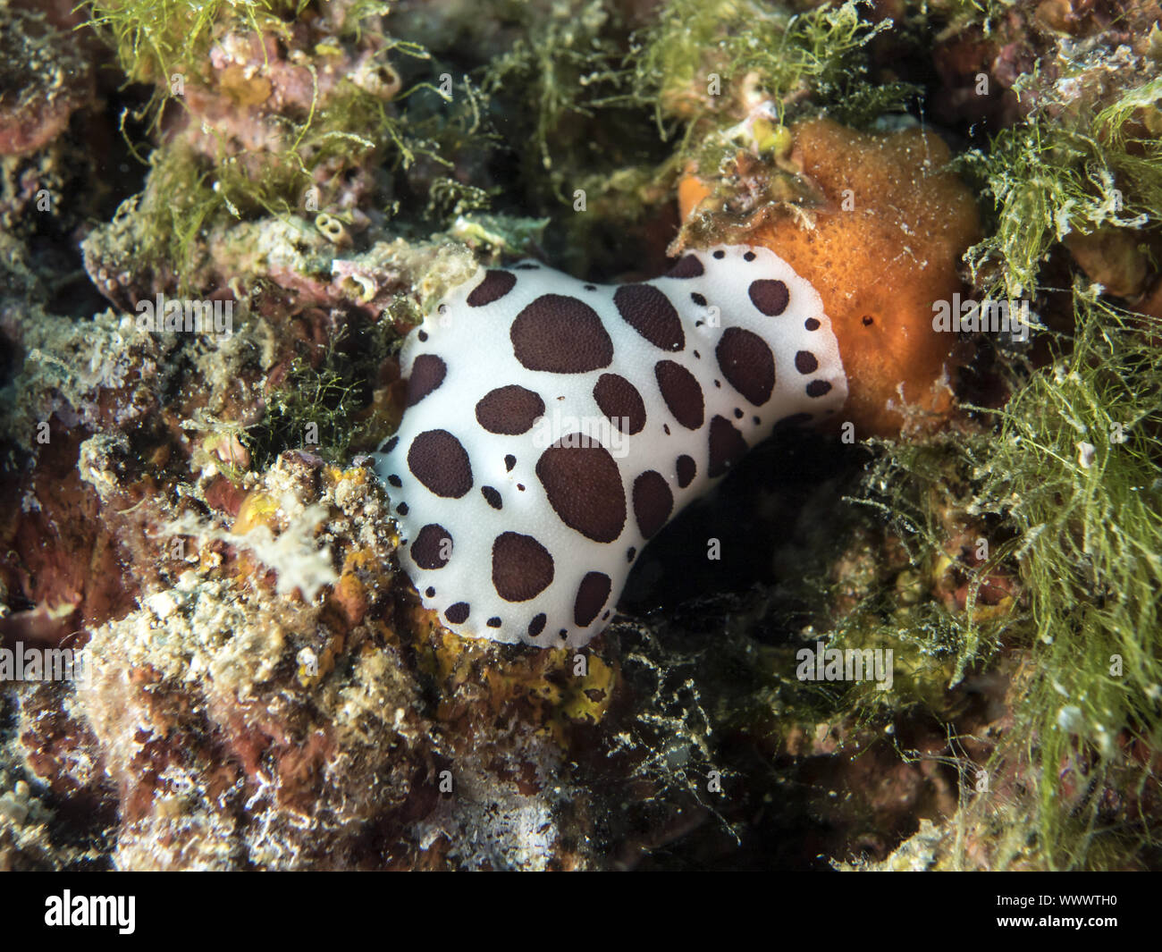 Leopard Sea Slug (Peltodoris atromaculata) Stockfoto