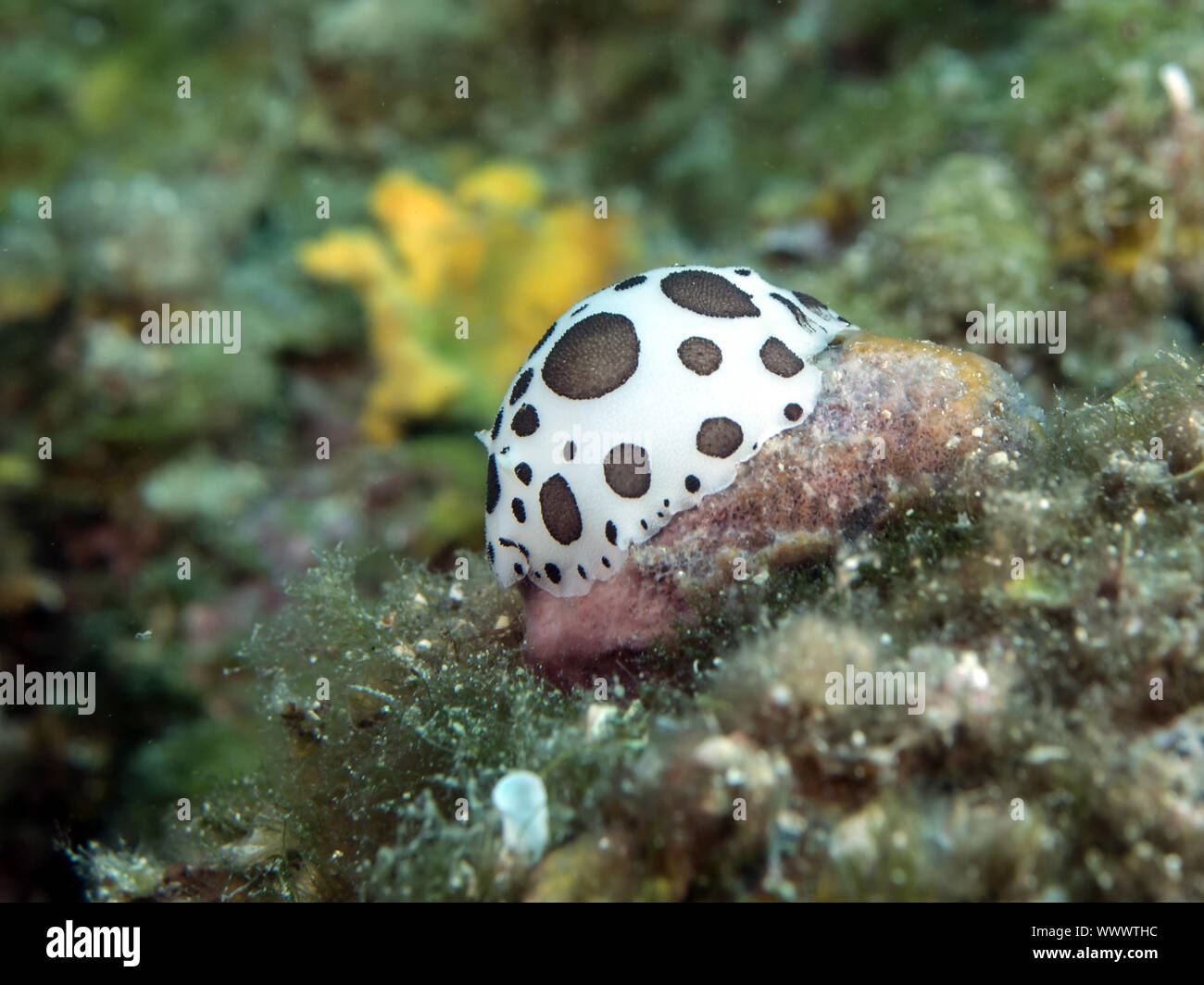 Leopard Sea Slug (Peltodoris atromaculata) Stockfoto